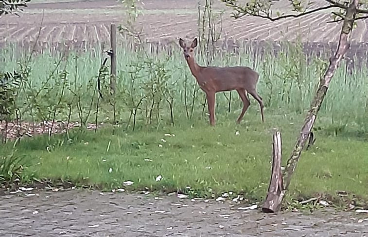 Natuurhuisje in Hengevelde