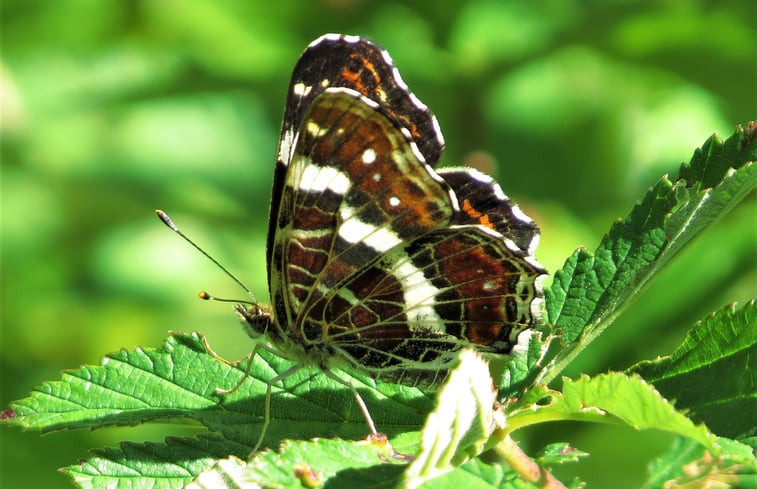 Natuurhuisje in PENSOL