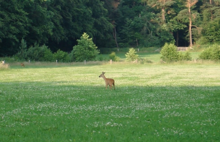 Natuurhuisje in Losser