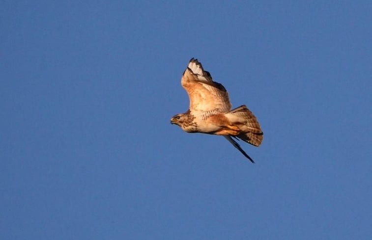 Natuurhuisje in Bergambacht