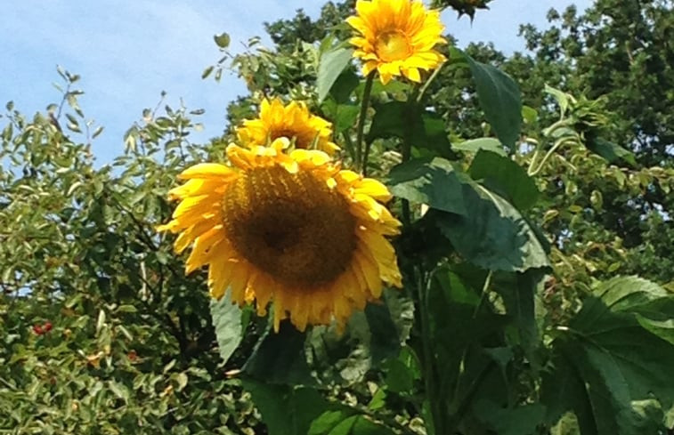 Natuurhuisje in Nijeveen