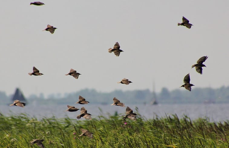 Natuurhuisje in Vierhuizen