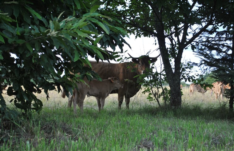 Natuurhuisje in Sarlande