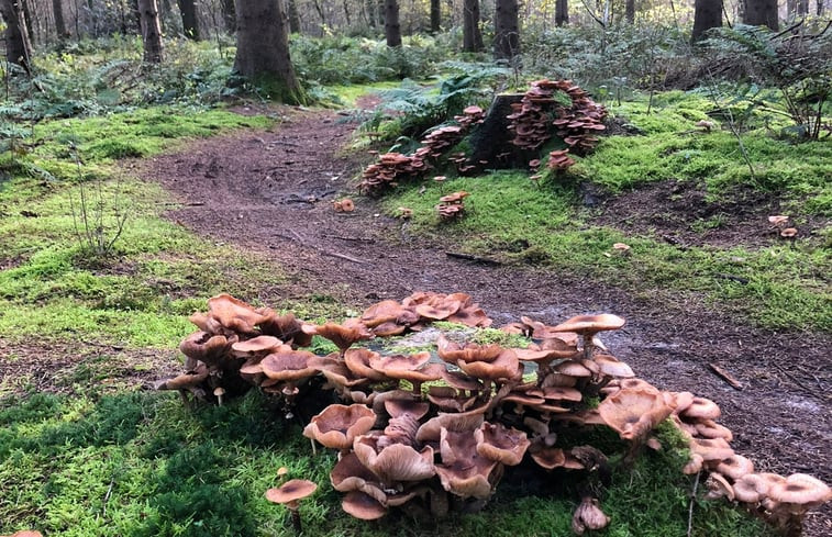 Natuurhuisje in Stegeren