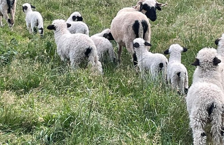 Natuurhuisje in Dreumel