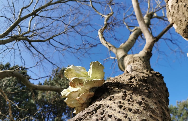 Natuurhuisje in Egmond-Binnen