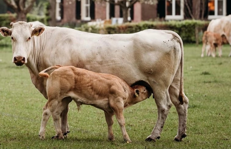 Natuurhuisje in Vorden