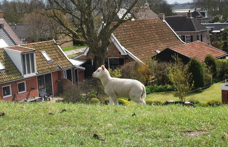 Natuurhuisje in Moddergat