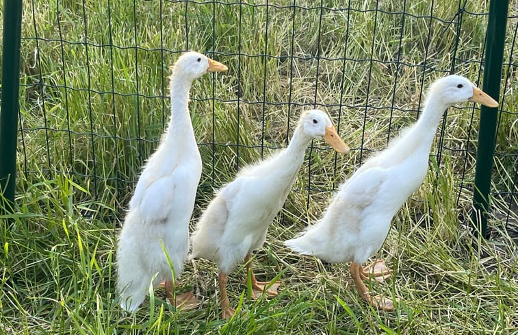 Natuurhuisje in Breda