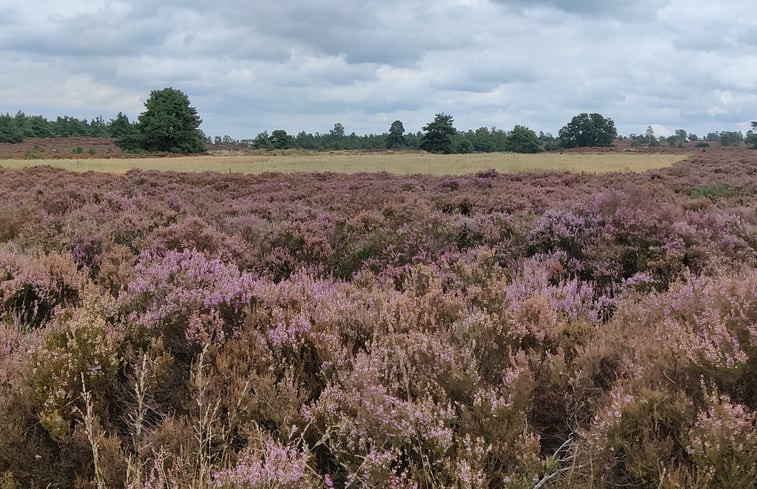 Natuurhuisje in Haarle