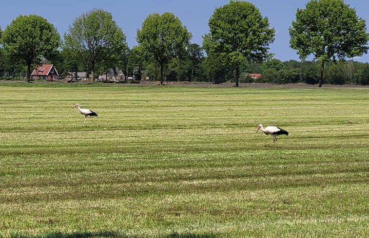 Natuurhuisje in Overdinkel