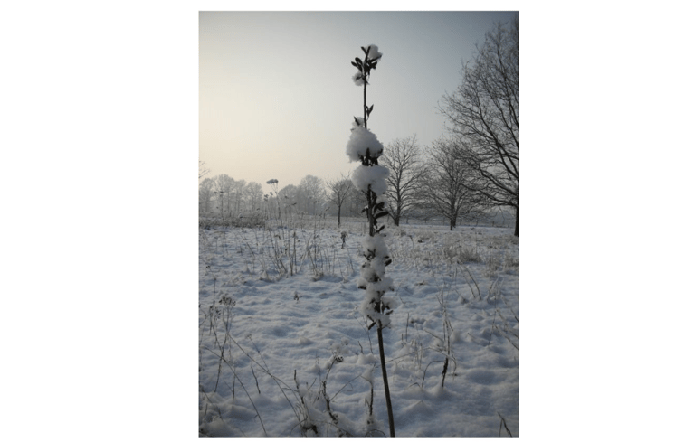 Natuurhuisje in Olmen