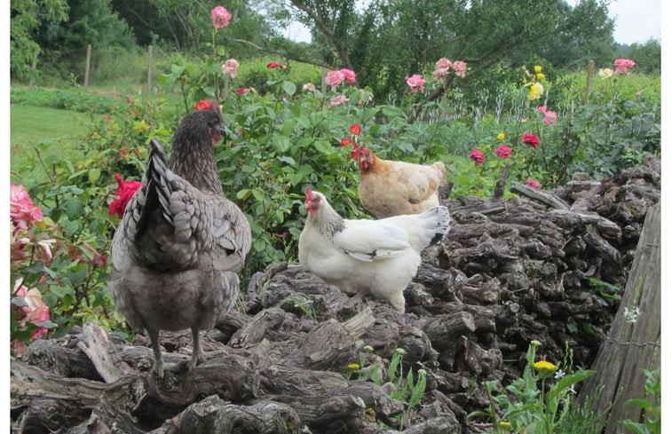 Natuurhuisje in Saint Thomas de Conac