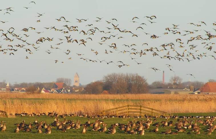 Natuurhuisje in Idsegahuizum (Makkum)