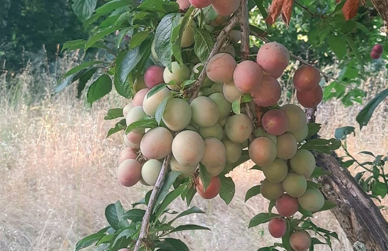 Natuurhuisje in Oliveira do Hospital