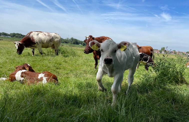 Natuurhuisje in Amsterdam