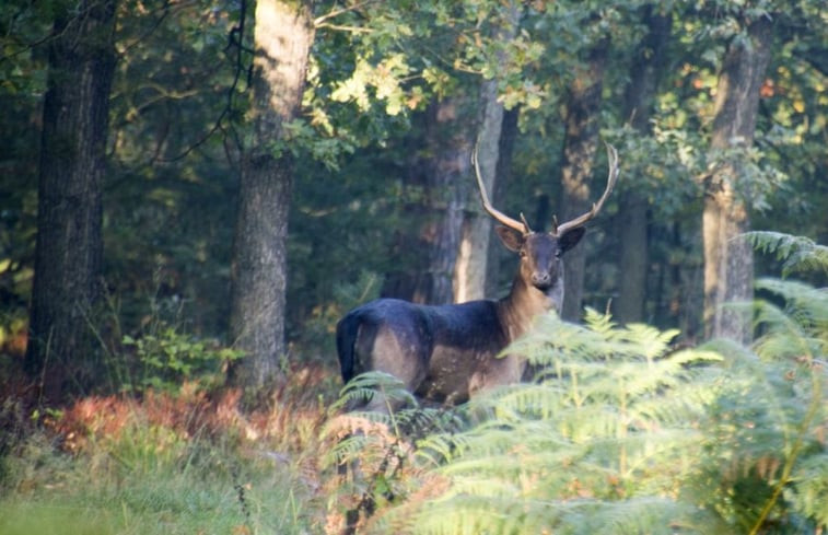 Natuurhuisje in Epe