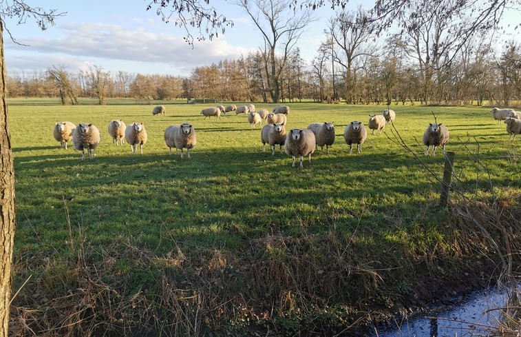 Natuurhuisje in Kootstertille