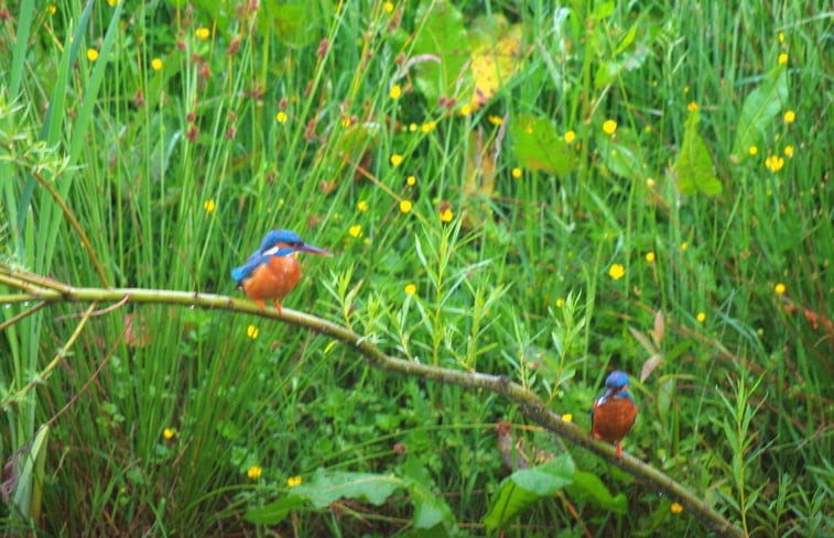 Natuurhuisje in Barchem