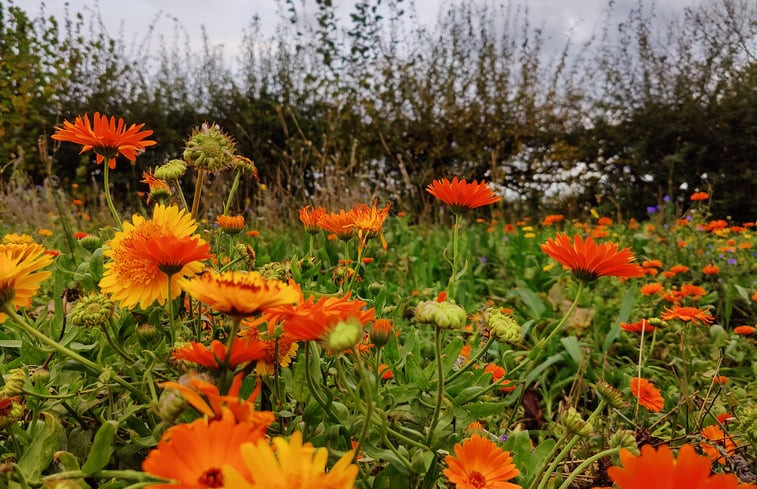 Natuurhuisje in Banholt