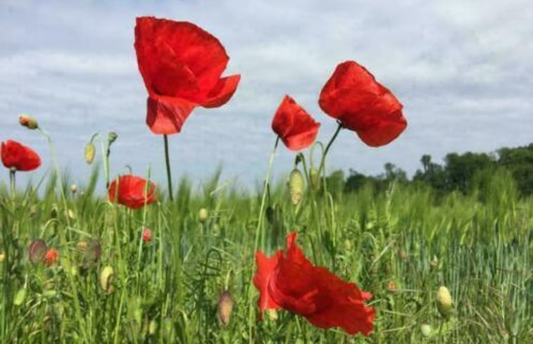 Natuurhuisje in Gulpen - Wittem