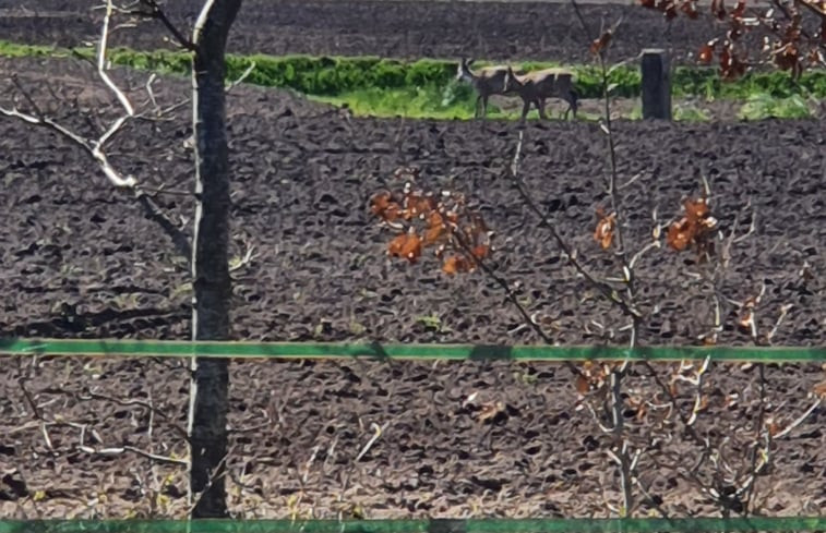 Natuurhuisje in Vriescheloo