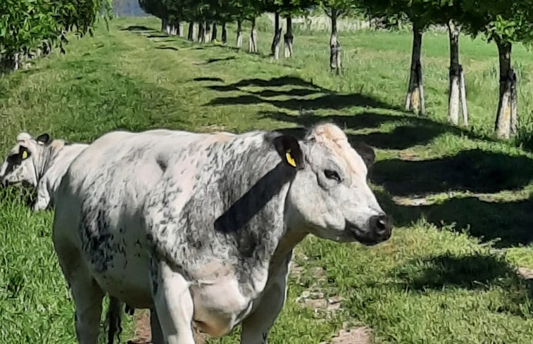 Natuurhuisje in Klundert