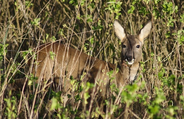 Natuurhuisje in Nieuw-Schoonebeek