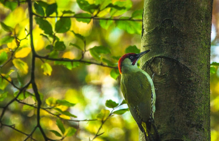 Natuurhuisje in Epe