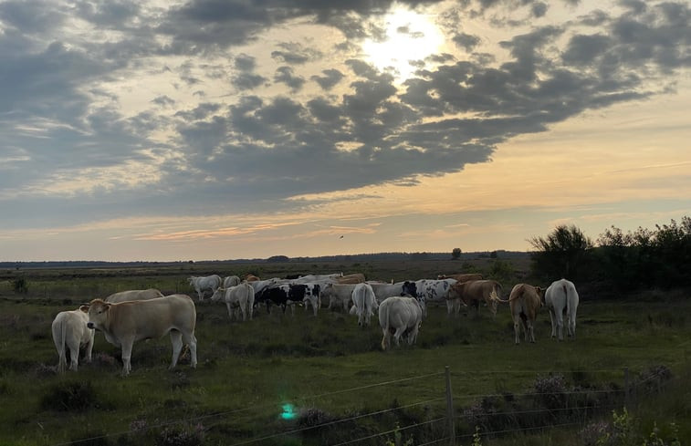 Natuurhuisje in Dwingeloo