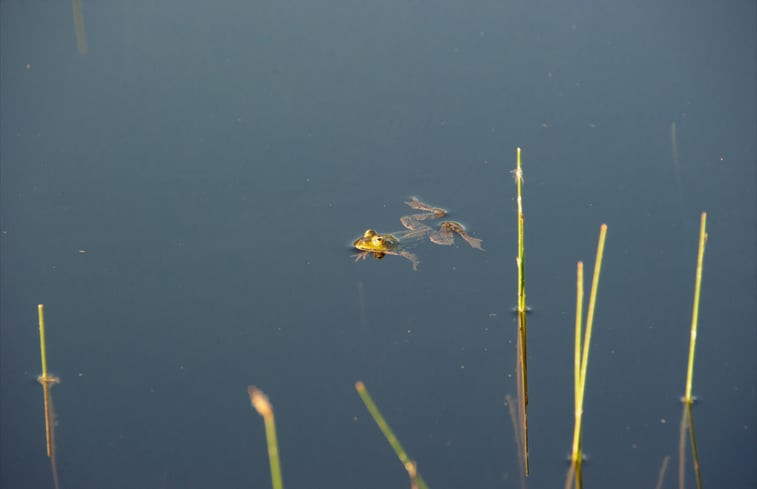 Natuurhuisje in Harfsen