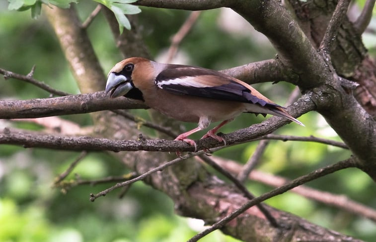 Natuurhuisje in Tiszagyenda