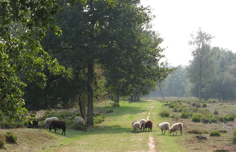 Natuurhuisje in Schoonloo