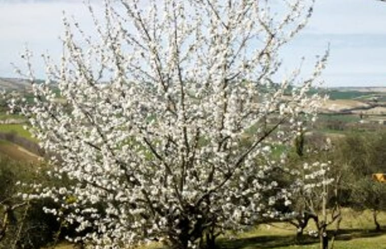 Natuurhuisje in Corinaldo