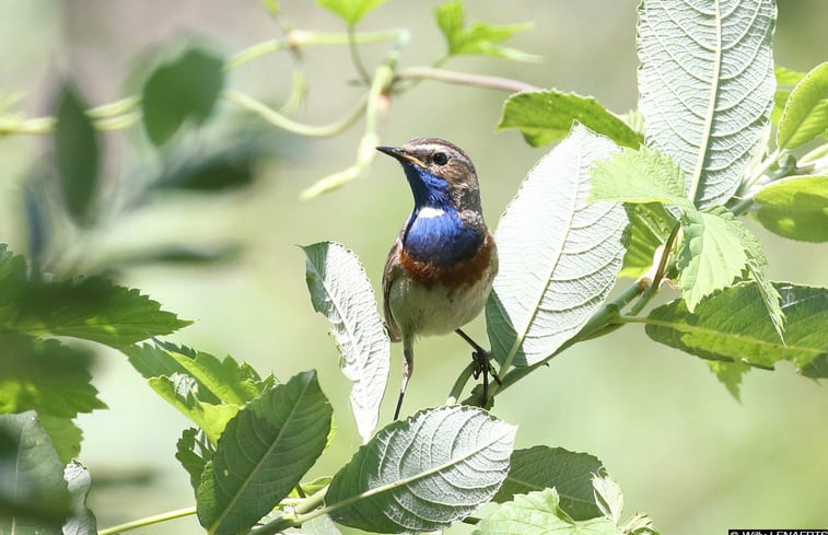 Natuurhuisje in Zonhoven