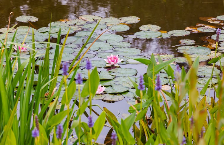 Natuurhuisje in Moergestel