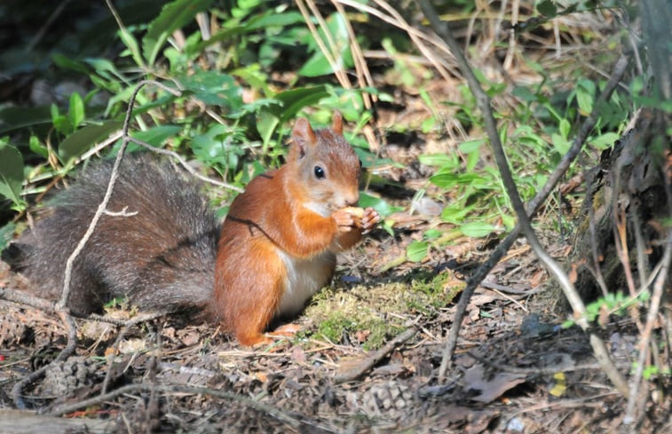 Natuurhuisje in Winterswijk