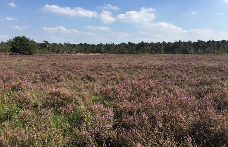 Natuurhuisje in Harfsen