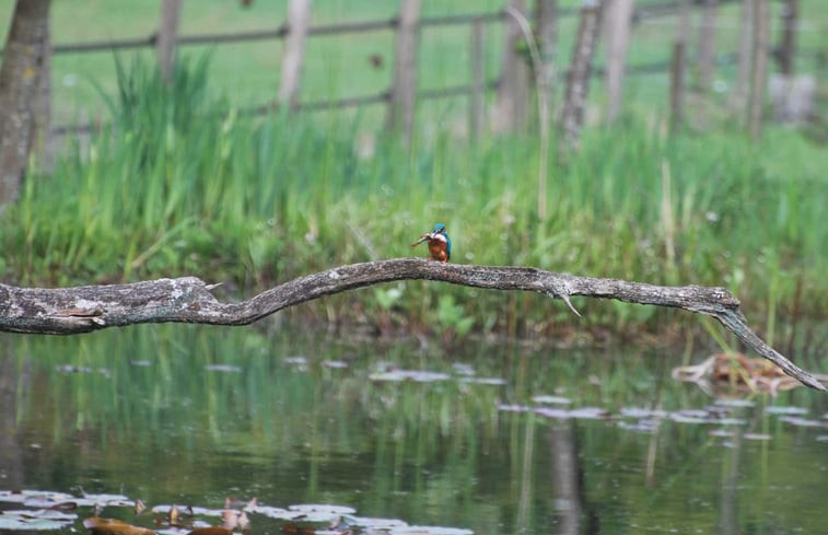 Natuurhuisje in Hattem