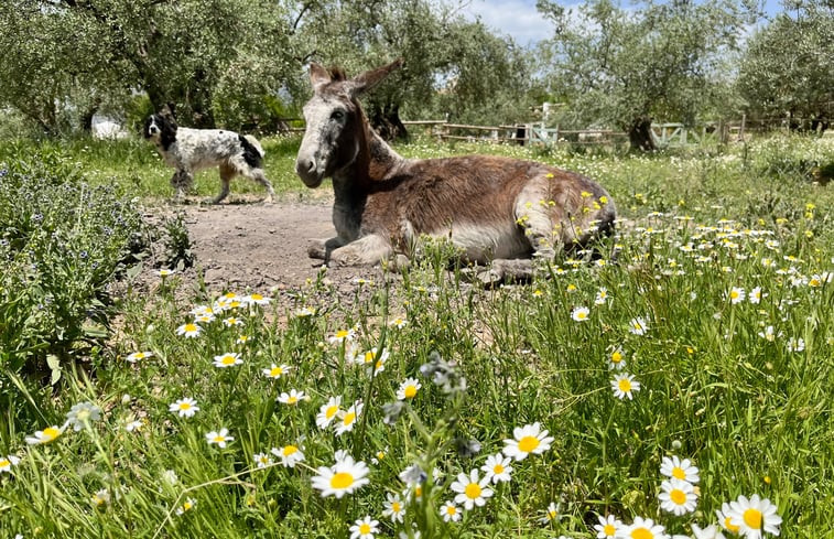 Natuurhuisje in Periana