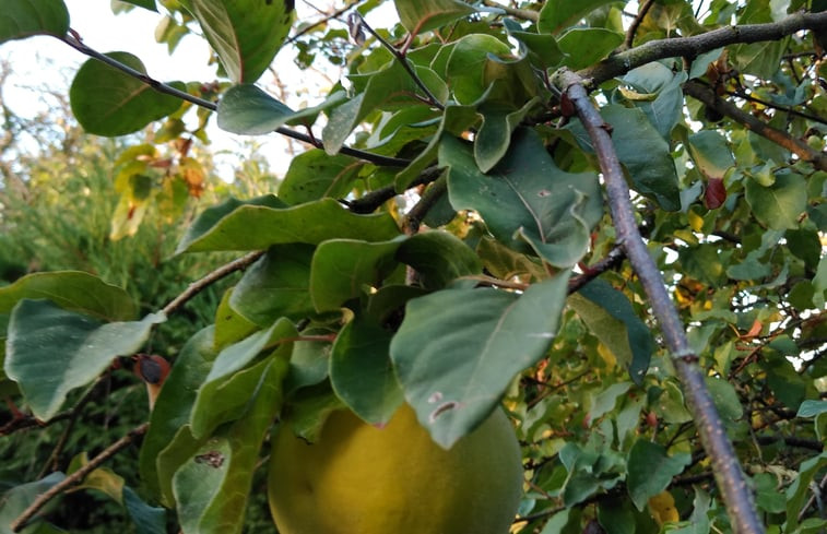 Natuurhuisje in Menil Vin