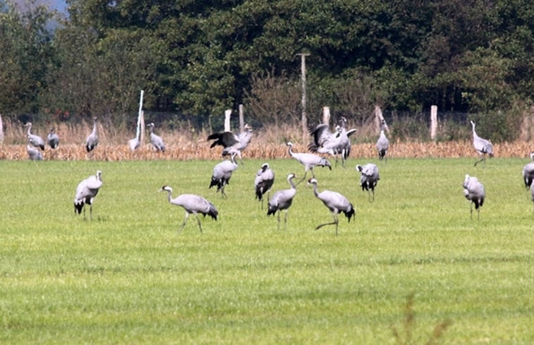 Natuurhuisje in Armstorf