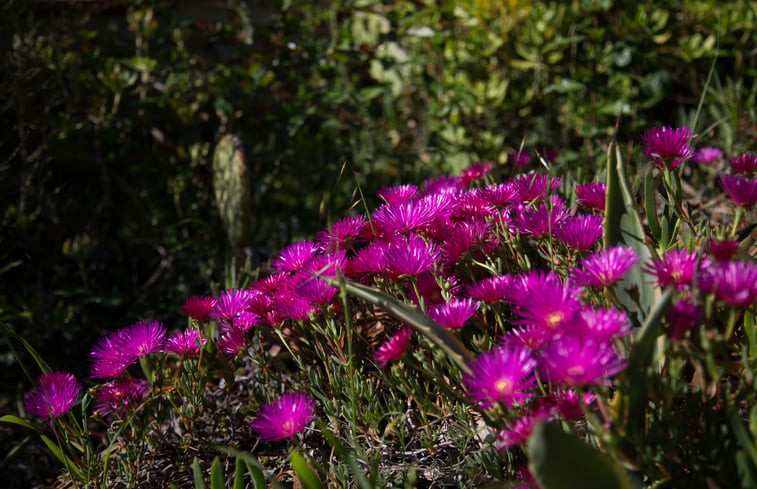 Natuurhuisje in Figueiró dos Vinhos