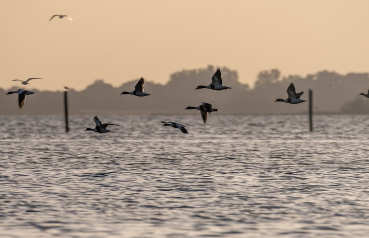 Natuurhuisje in Goeree Overflakkee