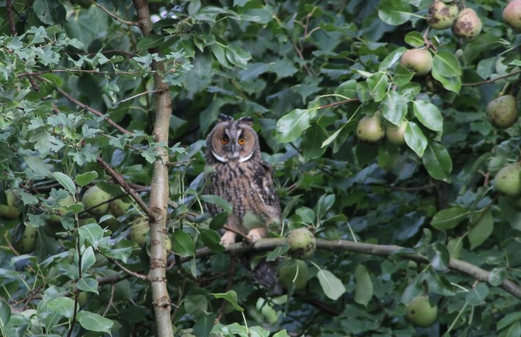 Natuurhuisje in Nijewier