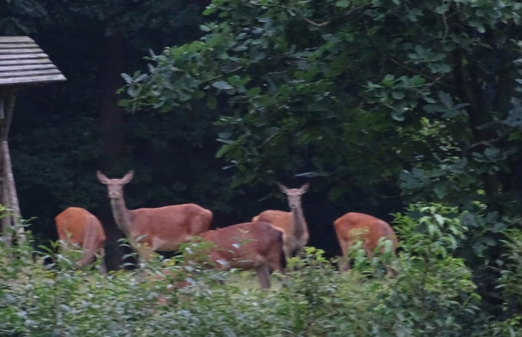 Natuurhuisje in Elspeet