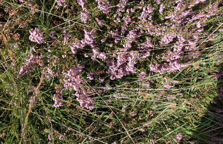 Natuurhuisje in Dwingeloo / Lhee