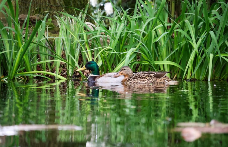 Natuurhuisje in Sevenum