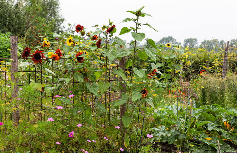 Natuurhuisje in Zegge