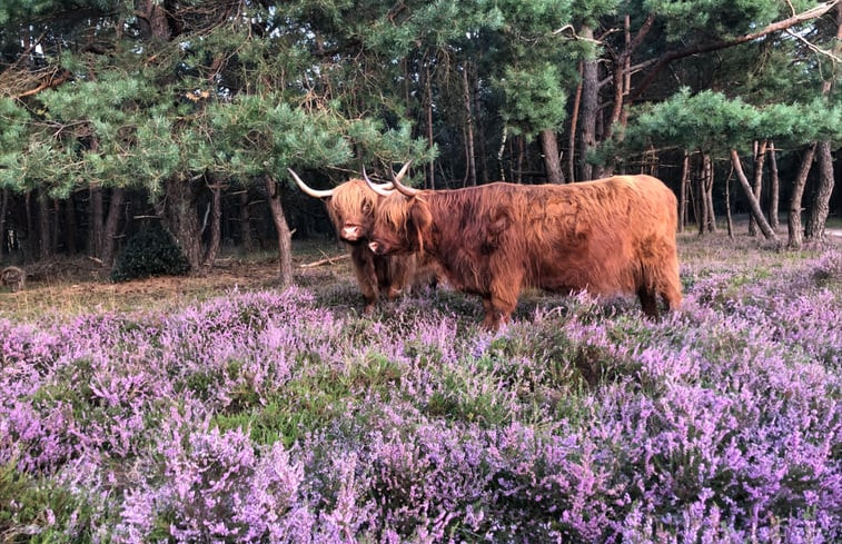 Natuurhuisje in Wezep